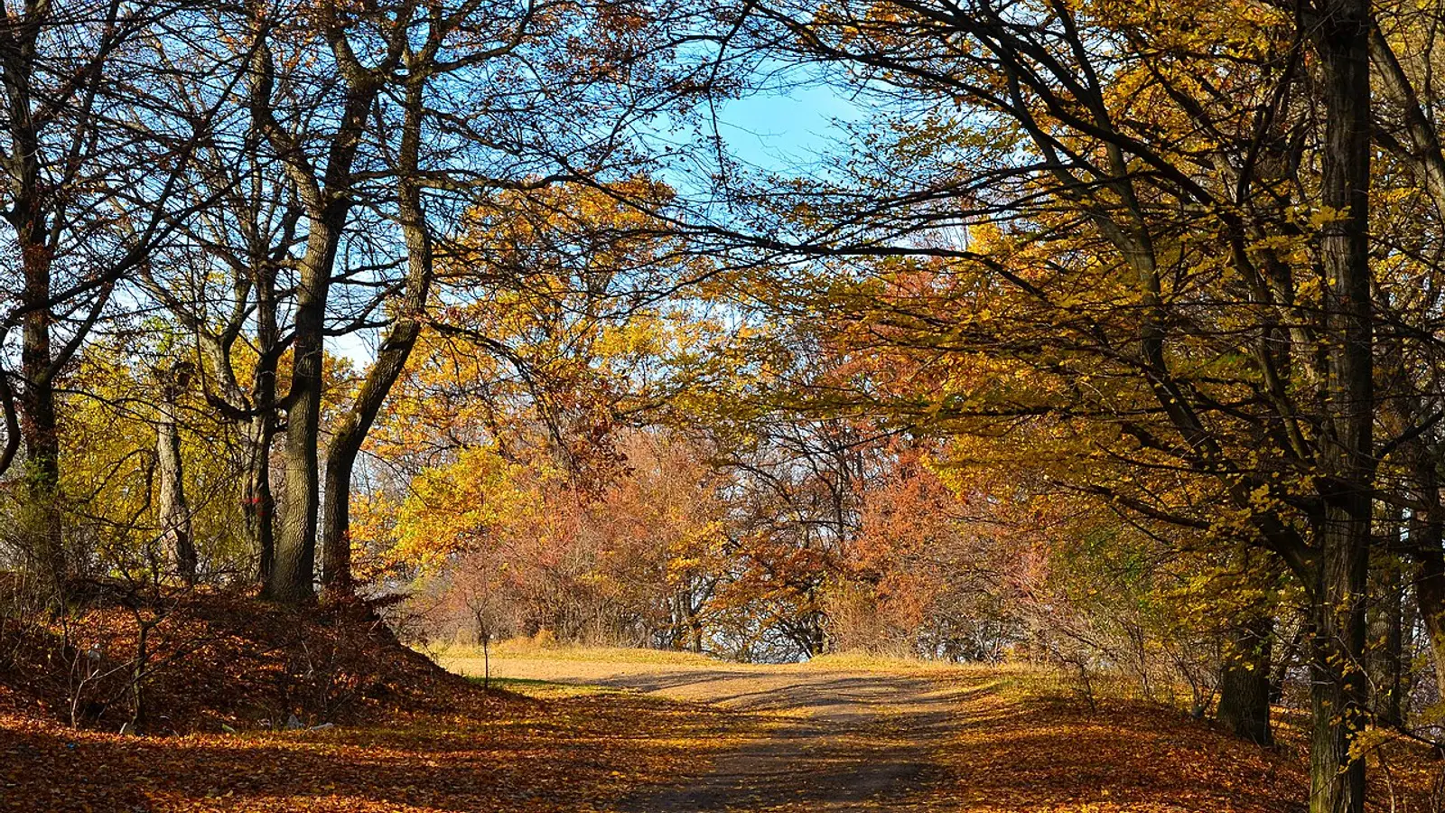 Hoia Baciu Forest